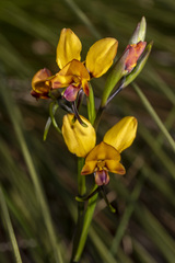 Diuris magnifica