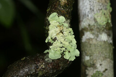 Parmelioideae