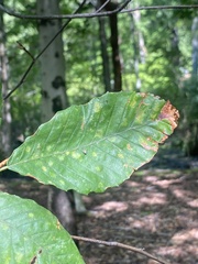 Litylenchus crenatae