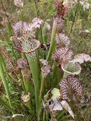 Sarracenia