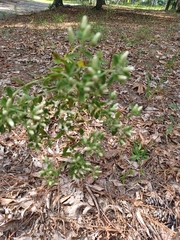 Sericocarpus tortifolius