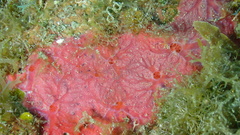 Clathria opalina