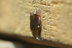 Pelodryadidae