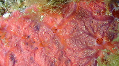 Clathria opalina
