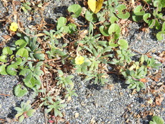 Camissoniopsis cheiranthifolia