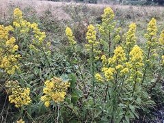Solidago roanensis