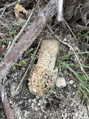 Phallus hadriani