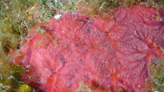 Clathria opalina