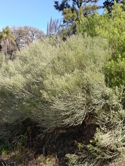 Baccharis articulata