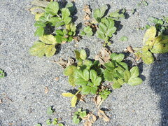 Glehnia littoralis