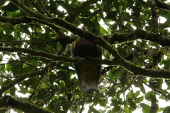 Ptilinopus magnificus