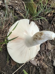 Russula parvovirescens