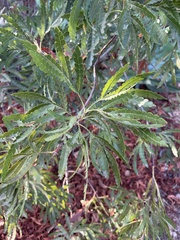 Lyonothamnus floribundus