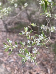 Leucopogon affinis