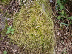 Brachythecium rutabulum