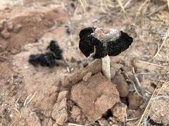 Montagnea arenaria