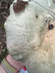 Russula parvovirescens