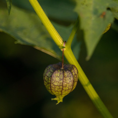 Physalis angulata