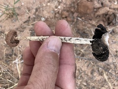 Montagnea arenaria