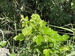 Passiflora vesicaria