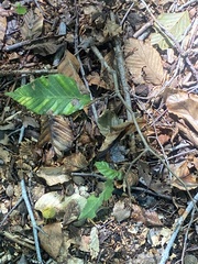 Litylenchus crenatae