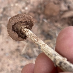 Montagnea arenaria