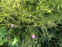 Agalinis heterophylla