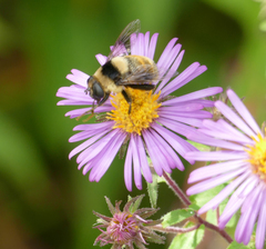 Eristalis flavipes