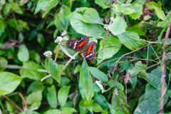 Anartia amathea