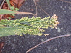 Panicum miliaceum