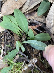 Chiloglottis