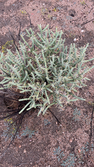 Cylindropuntia ramosissima