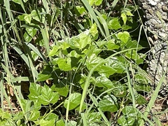 Passiflora vesicaria