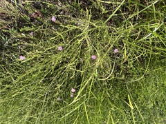 Agalinis heterophylla