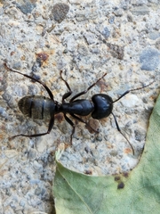 Camponotus