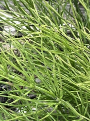 Equisetum arvense