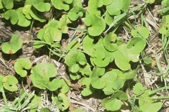 Dichondra