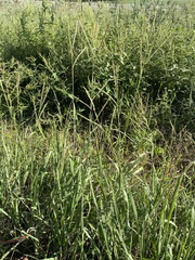 Paspalum pubiflorum