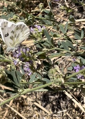 Pontia beckerii