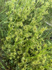 Drosera hookeri