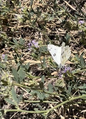 Pontia beckerii
