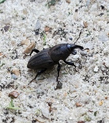 Sphenophorus coesifrons