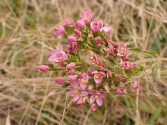 Centaurium erythraea