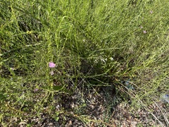 Agalinis heterophylla