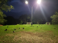 Numida meleagris domesticus