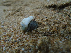 Coenobita compressus