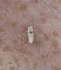 Psyllobora vigintimaculata