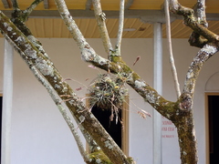 Tillandsia incarnata