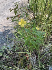 Ludwigia octovalvis