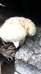 Hemipholiota populnea